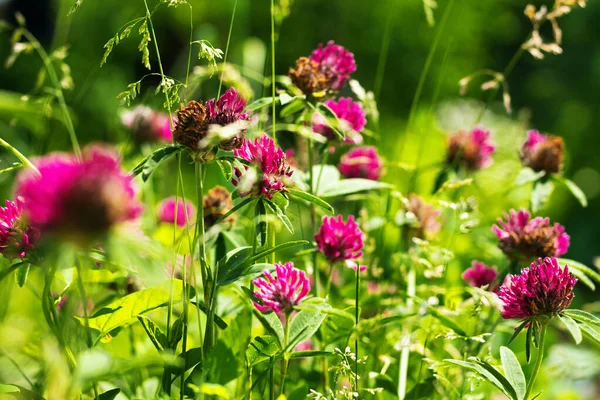 Bloemen Van Plant Weide Klaver Een Heldere Zonnige Dag — Stockfoto