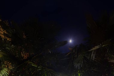 Palmiye yaprakları ve yarım ay bir yaz gecesinde.