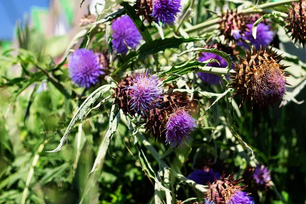 Blooming Cabeças Uma Planta Alcachofra Real Perto — Fotografia de Stock