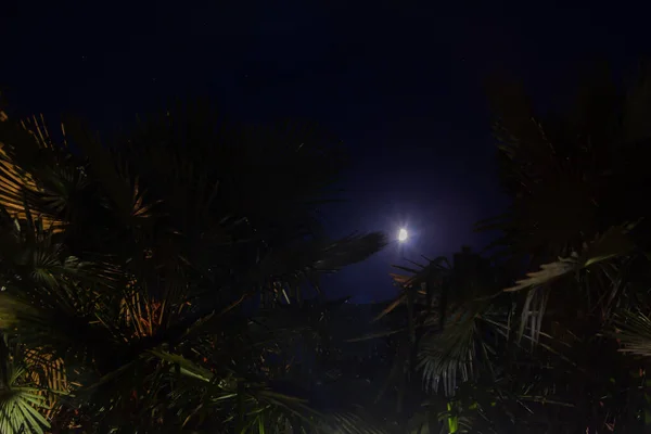 Liście Palmy Świecący Niekompletny Księżyc Letnią Noc — Zdjęcie stockowe