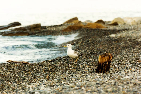 Eine Möwe Spaziert Auf Der Suche Nach Nahrung Meeresufer Entlang — Stockfoto