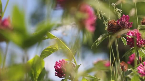 Τριφύλλι Λιβαδιού Λουλούδια Ταλαντεύονται Από Ελαφρύ Αεράκι — Αρχείο Βίντεο