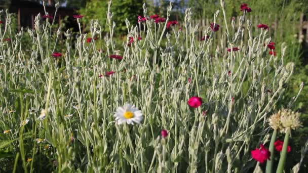 Kwitnący Ogród Roślina Lichnis Korona Trzepocze Pod Lekkim Wiatrem Bryzy — Wideo stockowe