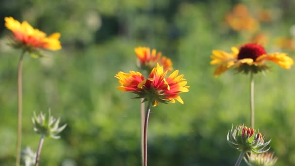 Tuin Bloemen Van Guillardia Plant Zwaaien Geringste Wind — Stockvideo