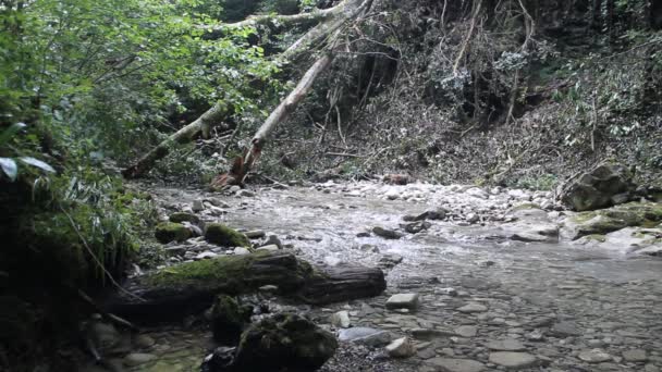 Desfiladeiro Profundo Pequeno Rio Montanha Nas Montanhas Norte Cáucaso — Vídeo de Stock