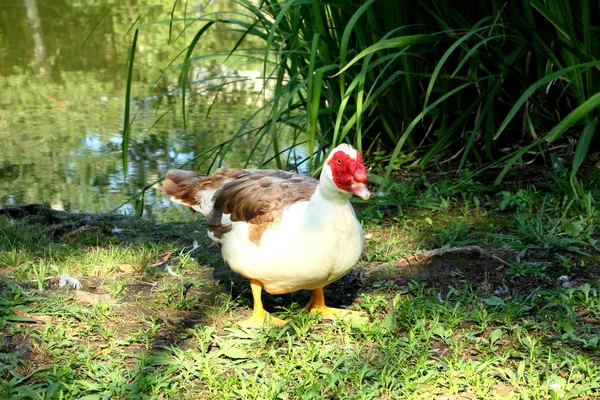 Misk ördeği. Göl muhteşem, Lazarevskoye, Rusya Federasyonu.