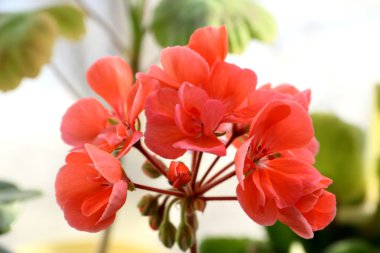 Çok güzel pembe çiçekli sardunyalar.