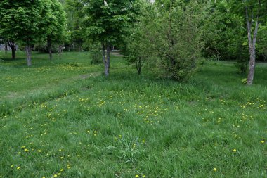 Yaz parkta Sunny. Şehir Saratov, güneşli Köyü.