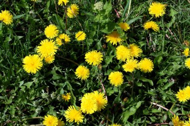 Sarı çiçek açan dandelions bir glade üzerinde