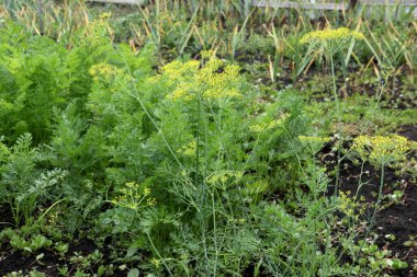 Bahçecilik bitki şemsiye rezene, havuç ve sarımsak.