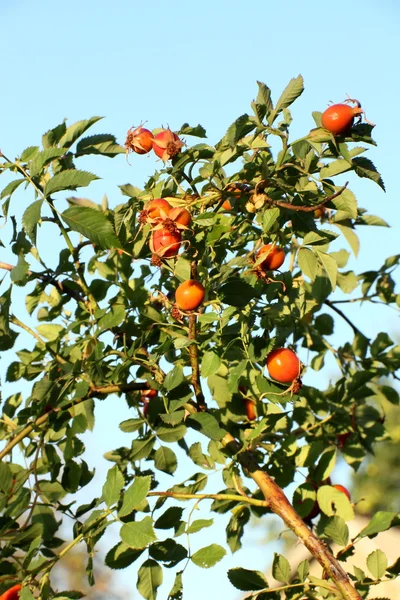 Rosehip drug or wild rose — Stock Photo, Image