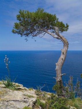 çam ağacı ve deniz