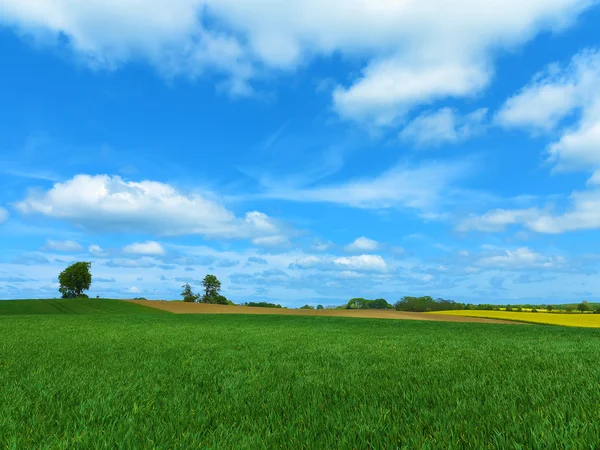 Ländliche Landschaft mit Rapsfeld — Stockfoto