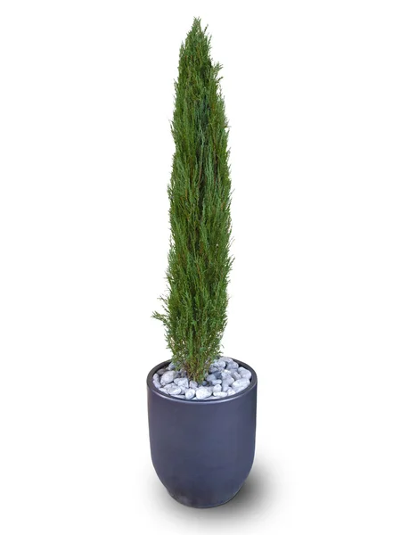 Potted false cypress — Stock Photo, Image