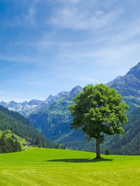 Paisagem montanhosa de árvores e alpes — Fotografia de Stock