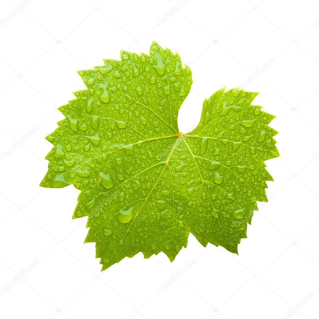 Wine leaf