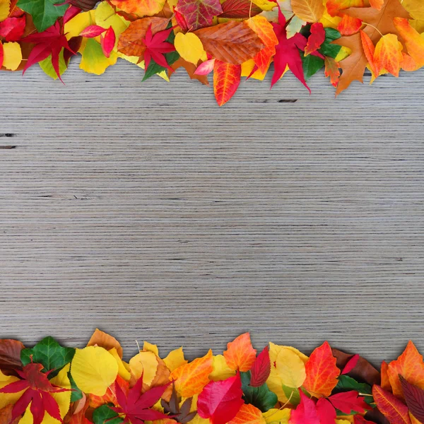 Sonbahar dekoratif arka plan — Stok fotoğraf
