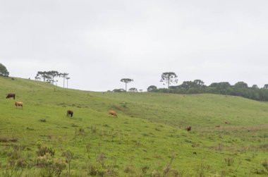 Gaucho dağ sırasının manzarası,