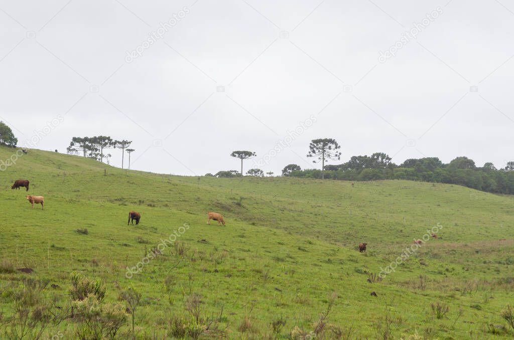 Landscape of the gaucho mountain range,