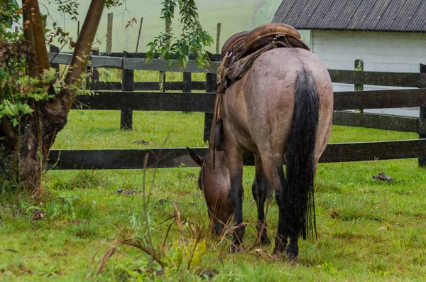 Schönes Pferd Auf Heimischem Feld Regnerischem Tag — Stockfoto