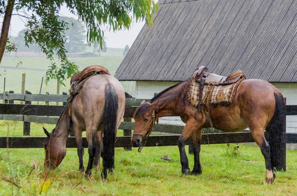 Piękny Koń Rodzimym Polu Deszczowe Dni — Zdjęcie stockowe