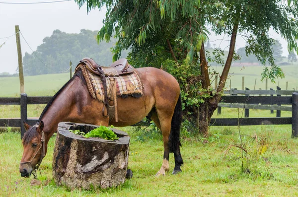 Schönes Pferd Auf Heimischem Feld Regnerischem Tag — Stockfoto