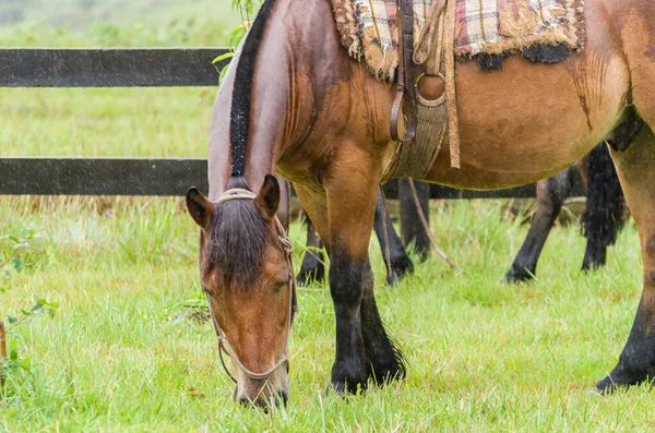 Schönes Pferd Auf Heimischem Feld Regnerischem Tag — Stockfoto