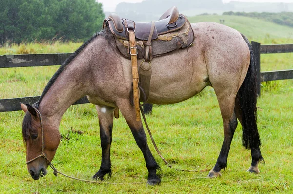 Piękny Koń Rodzimym Polu Deszczowe Dni — Zdjęcie stockowe