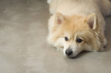 Açık sarı renkli güzel Alman Spitz köpeği