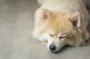 Açık sarı renkli güzel Alman Spitz köpeği