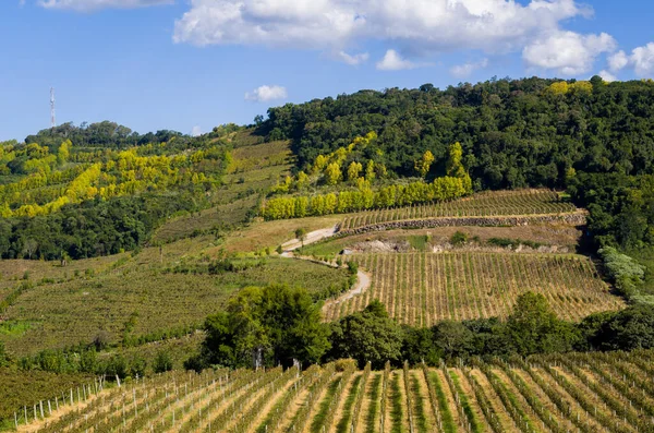 Vinha Uvas Vale Dos Vinhedos Bento Gonçalves Vinho Gaúcho — Fotografia de Stock