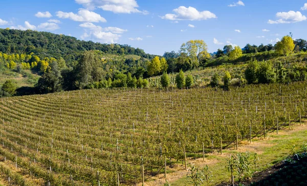 本托贡卡尔夫山谷中的葡萄园 一种葡萄酒 — 图库照片