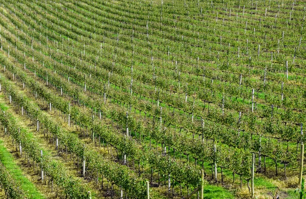 Vineyard Grapes Vale Dos Vinhedos Bento Goncalves Gaucho Wine — Stock Photo, Image