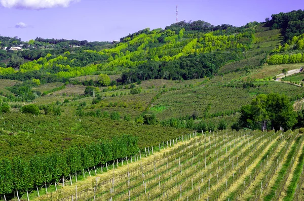 Vinha Uvas Vale Dos Vinhedos Bento Gonçalves Vinho Gaúcho — Fotografia de Stock