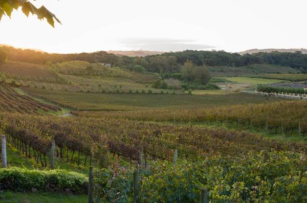 Vineyard Grapes Vale Dos Vinhedos Bento Goncalves Gaucho Wine — Stock Photo, Image
