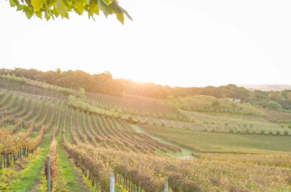 Vinha Uvas Vale Dos Vinhedos Bento Gonçalves Vinho Gaúcho — Fotografia de Stock