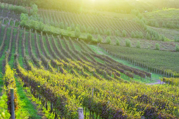 Vinha Uvas Vale Dos Vinhedos Bento Gonçalves Vinho Gaúcho — Fotografia de Stock