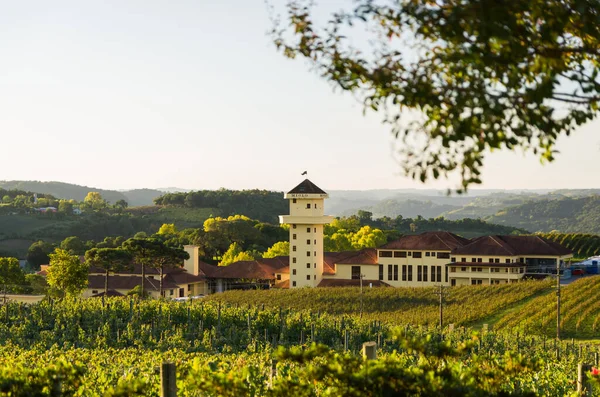 Bento Goncalves Brasil April 2021 Luxury Winery Vineyard Grapes Vale — Stock Photo, Image