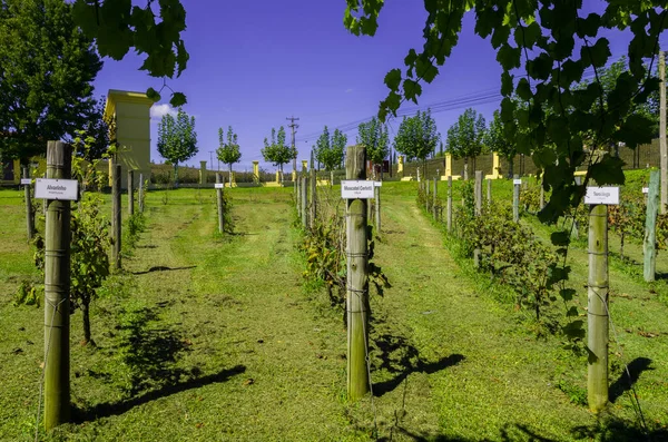 Бенто Гонкалвеш Бразилия 2021 Luxury Winery Vineyard Grazes Vale Dos — стоковое фото