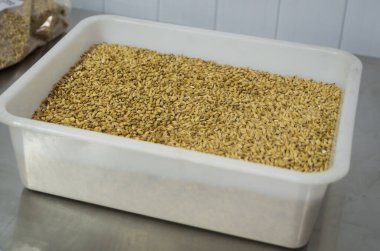 Bira için arpa arpası, bira, pilsen.