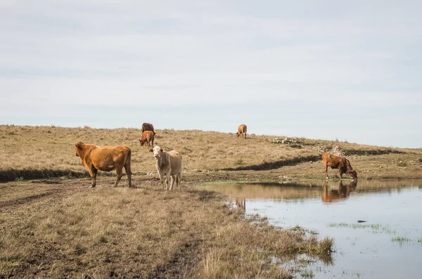 Cattle drinking water in farm lake