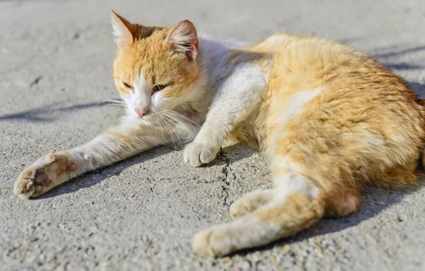 Banho de sol de gato — Fotografia de Stock