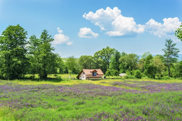 Bauernhof Feld mit lila Blumen lizenzfreie Stockfotos