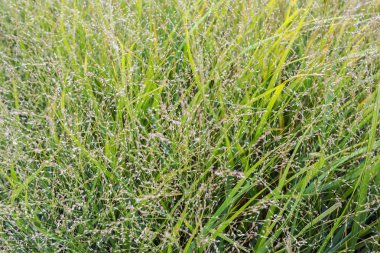 Vahşi çiçek çayır sonbahar ışığında bitkiler.