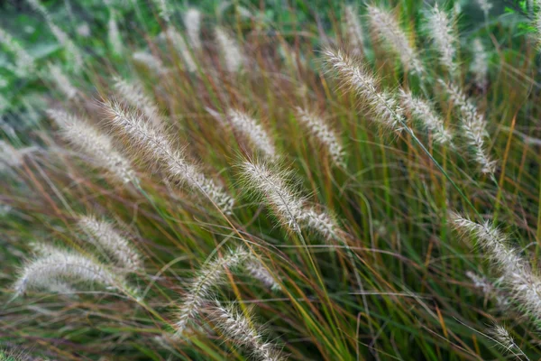 Herbe à queue de bœuf en automne — Photo