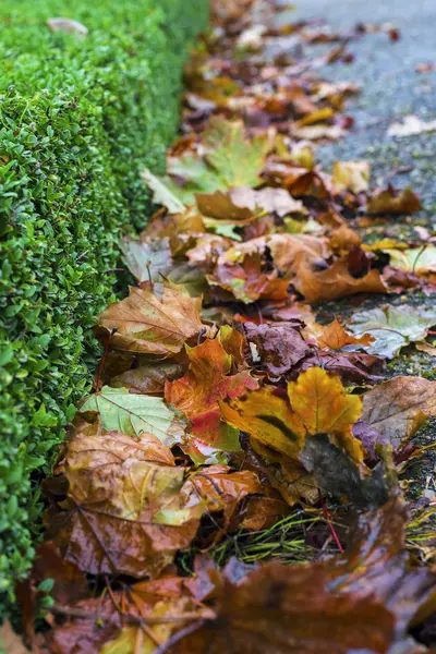 Багато опалого осіннього листя — стокове фото