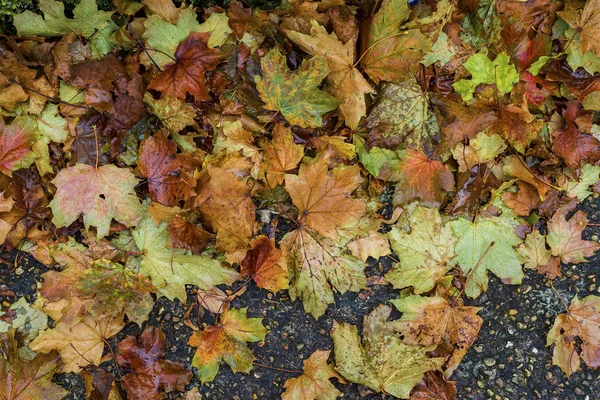 Vivid fallen autumn leaves on alley — Stock Photo, Image