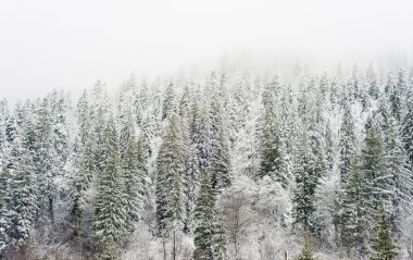 Taze karla kaplı dağlar ağaçlarda kar 