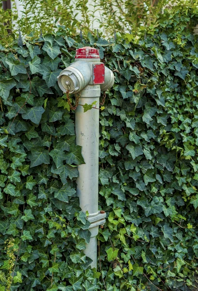 Feuerhydrant mit Efeu bedeckt — Stockfoto