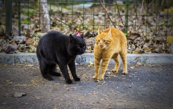 Gatos teniendo un enfrentamiento — Foto de Stock